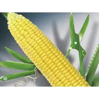 Семена кукурузы Делитоп