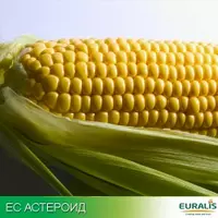 Семена кукурузы Астероид ЕС