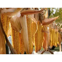 Семена кукурузы Си Ротанга