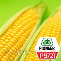 Семена кукурузы P9721