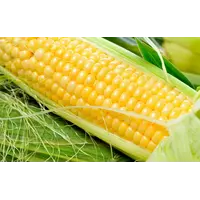 Семена кукурузы Конкорд ЕС