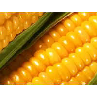 Семена кукурузы Гарант ЕС