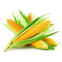 Семена кукурузы СИ Феомен