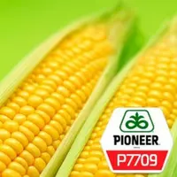 Семена кукурузы P7709
