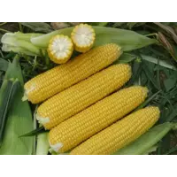 Семена кукурузы P9074