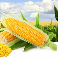 Семена кукурузы Метод ЕС