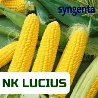 Семена кукурузы НК Люциус