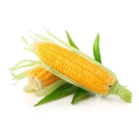 Семена кукурузы СИ Ариосо