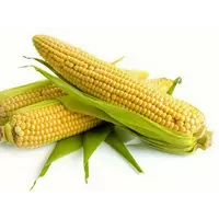 Семена кукурузы НК Канзас
