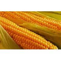 Семена кукурузы СИ Фотон