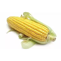 Семена кукурузы НК Пако