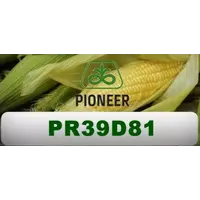 Семена кукурузы PR39D81
