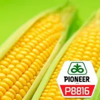 Семена кукурузы P8816