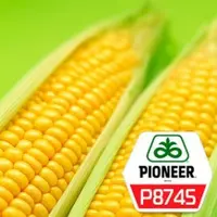 Семена кукурузы P8745