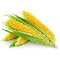 Семена кукурузы Геллери ЕС