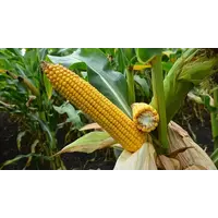 Семена кукурузы СИ Телиас
