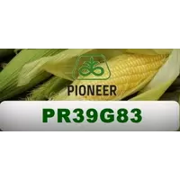 Семена кукурузы PR39G83